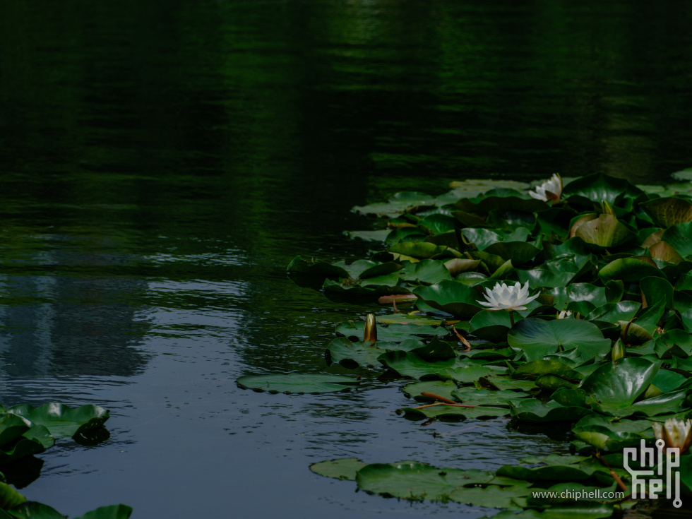 DSCF6463.jpg