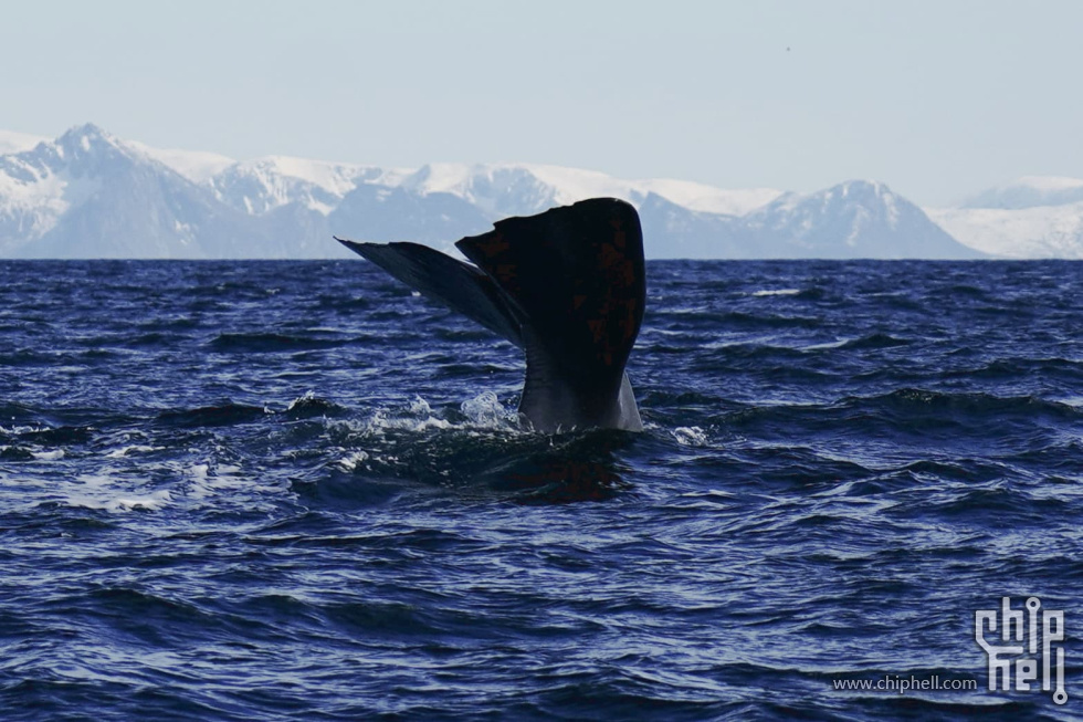IMG_7917.jpg