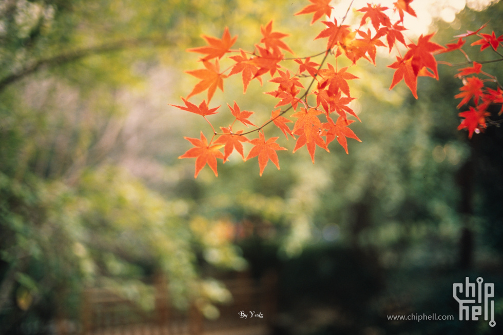 徕卡m6-11675-rdp3-2.jpg