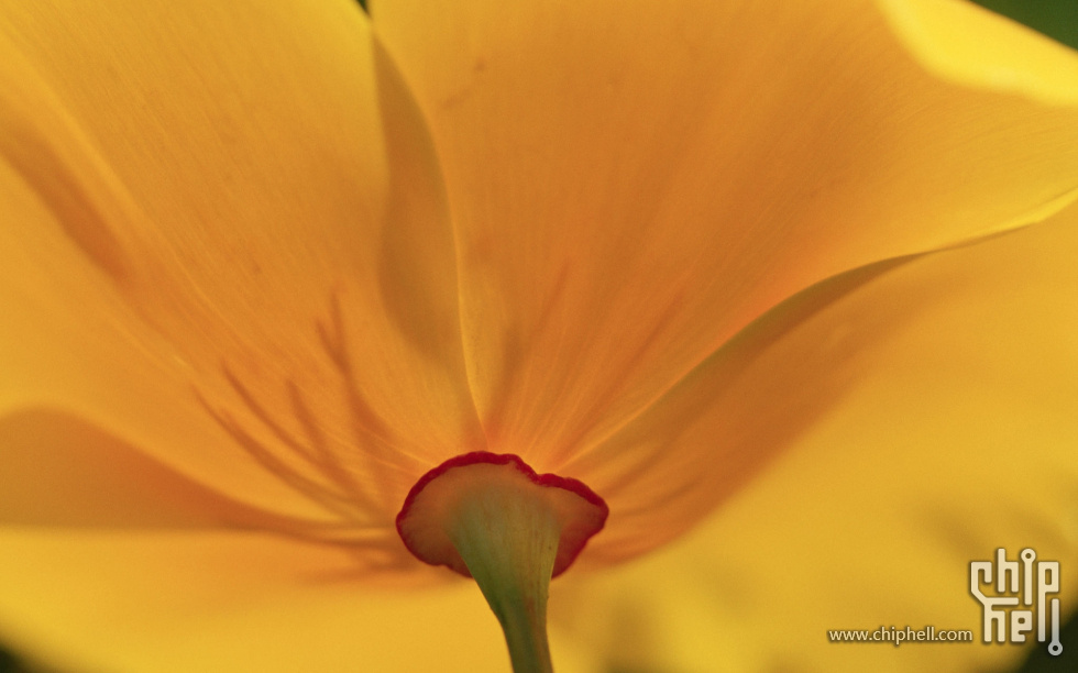 Gold Petals.jpg