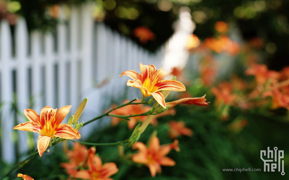 Garden (Build 5310).jpg
