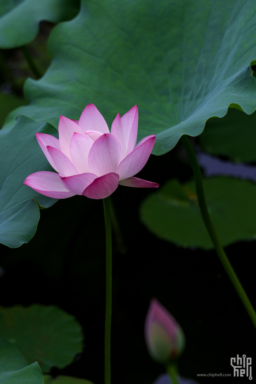 DSC05646.jpg