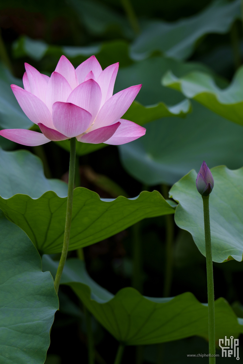DSC05650.jpg