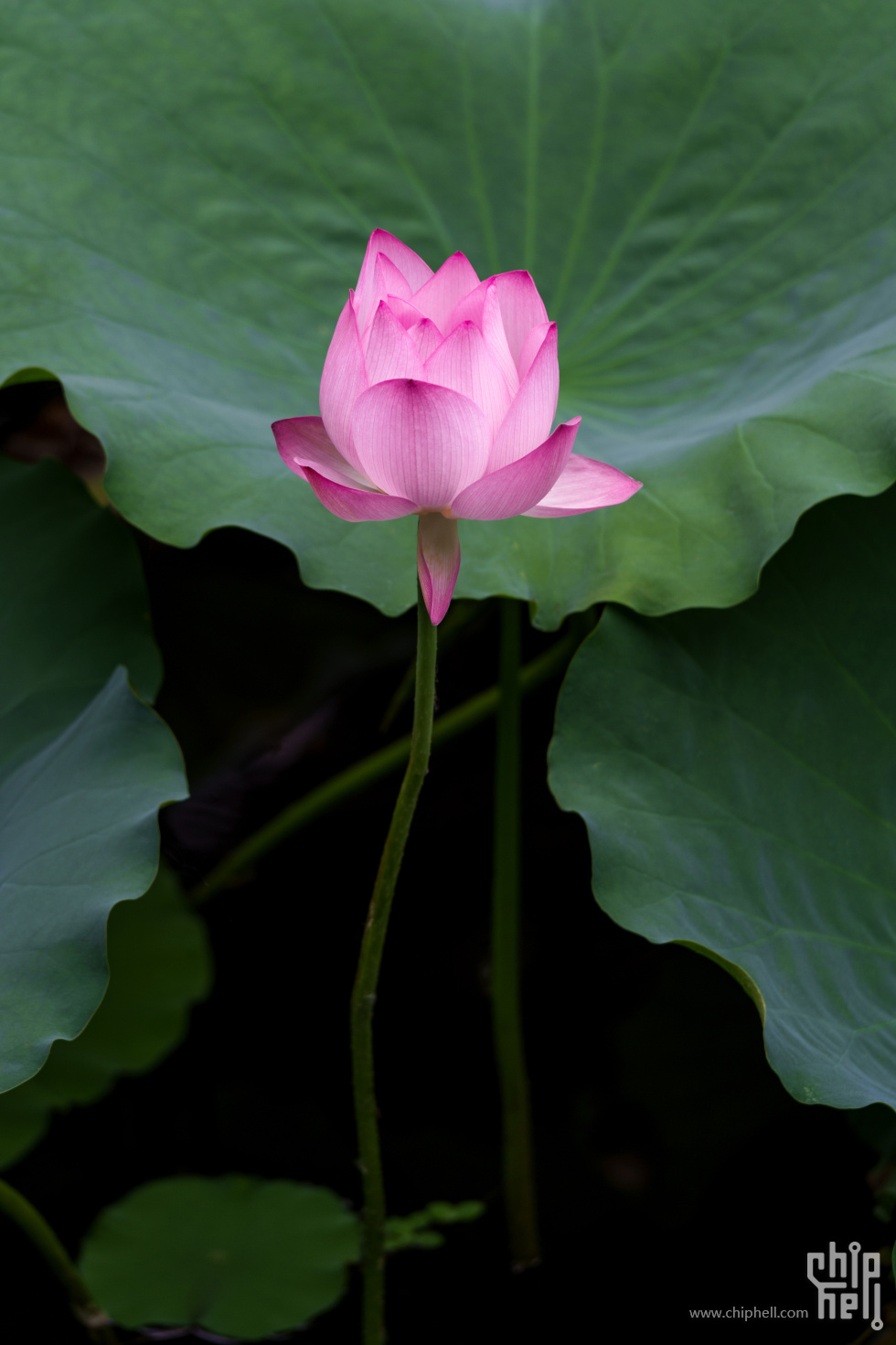 DSC05664.jpg