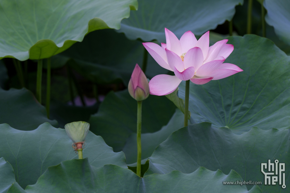 DSC05672.jpg