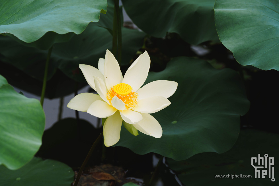DSC03375.jpg
