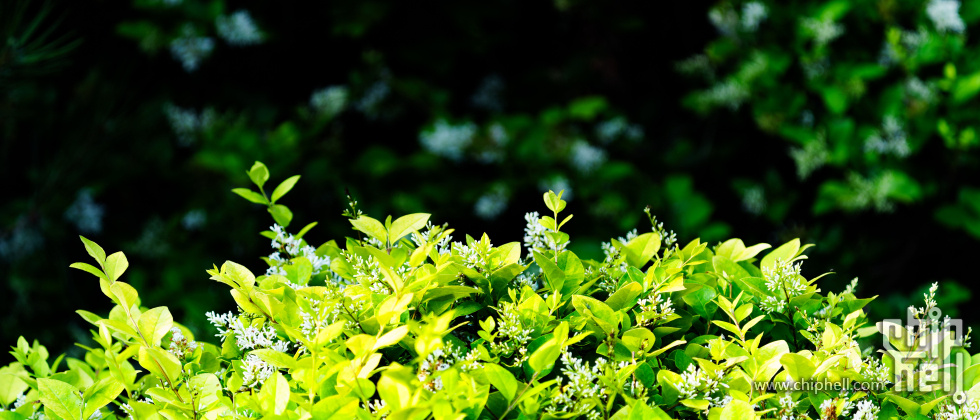 近期精选 (57)-DxO_DeepPRIME XD2s_XD.jpg
