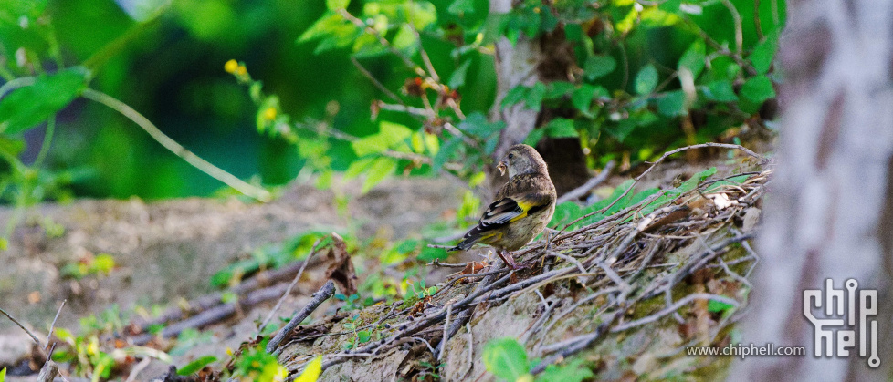 近期精选 (79)-DxO_DeepPRIME XD2s_XD.jpg
