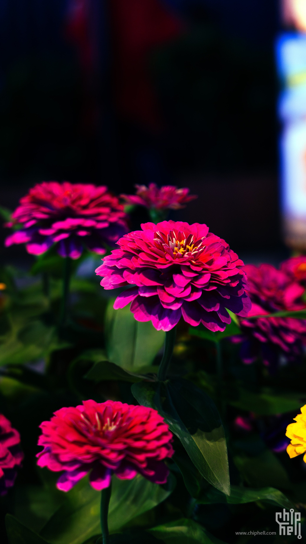 _1000431-已增强-NR.jpg