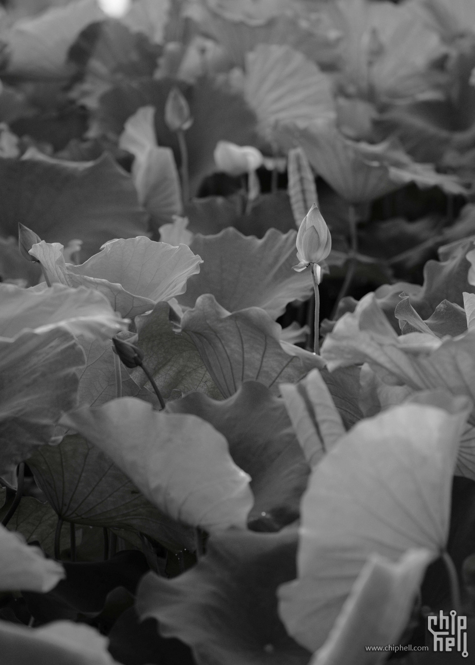 _DSC7779.jpg