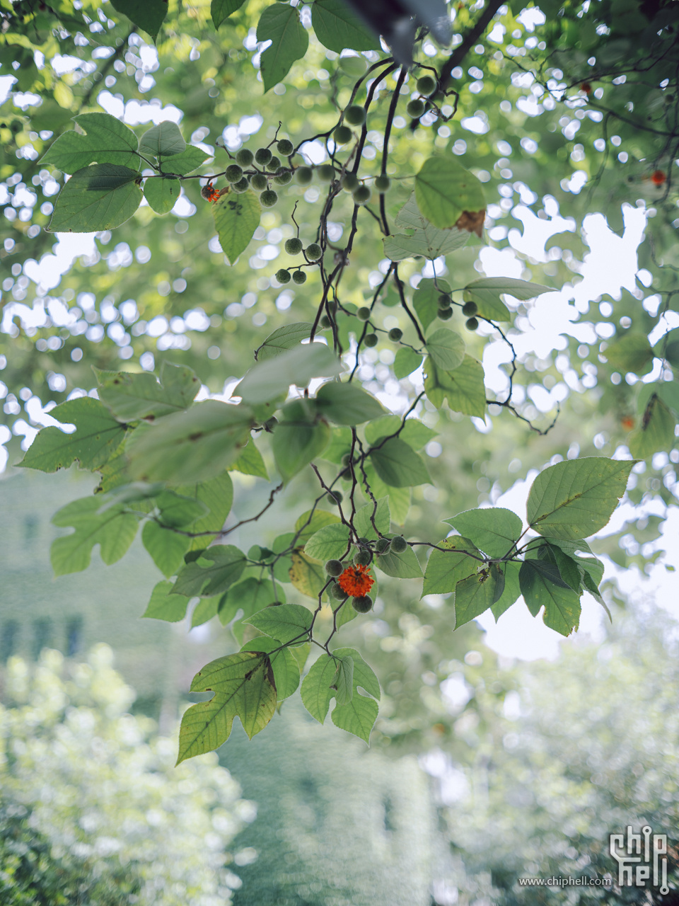 DSCF2234.jpg