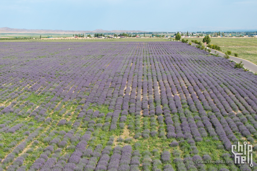 DJI_20250708200850_0159_D05.jpg