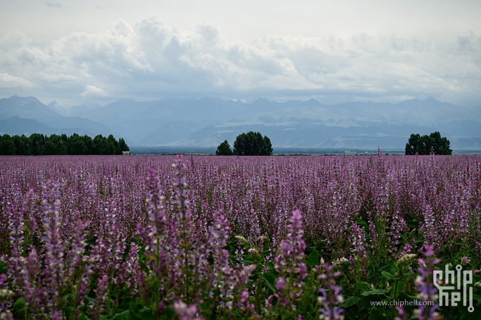 DSC_715316.jpg