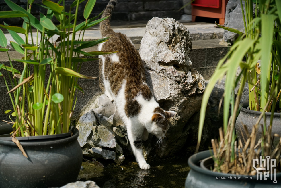DSC08972.jpg
