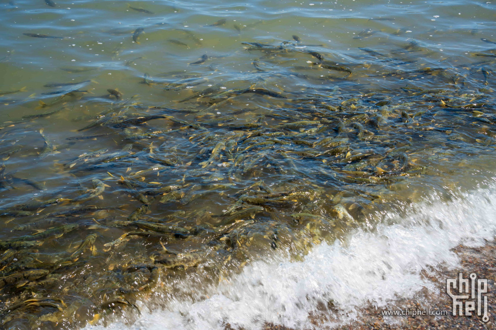 湟鱼洄游.jpg