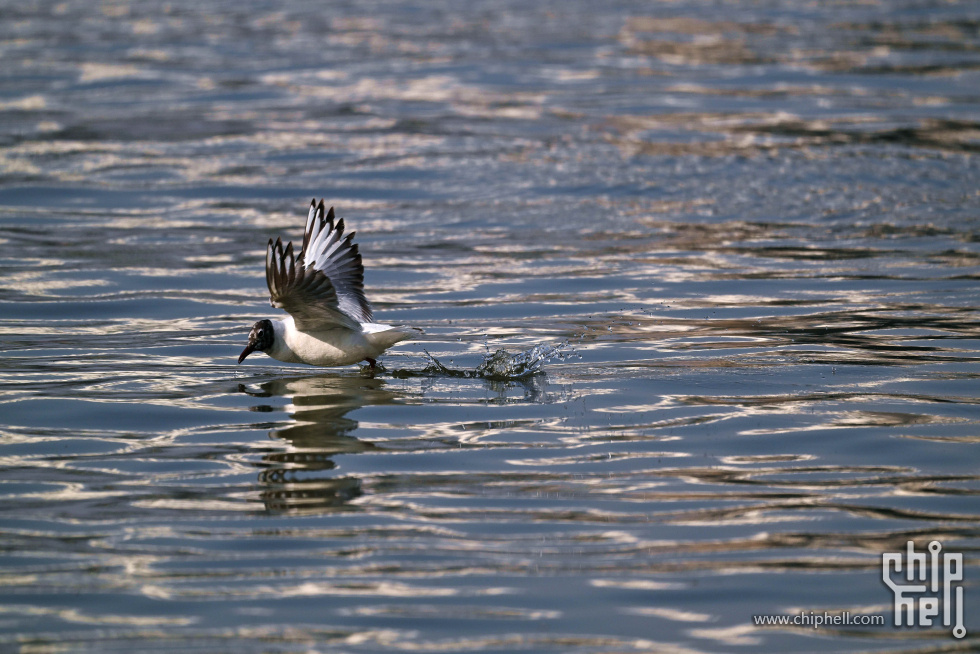DSC_5136_副本_副本.jpg