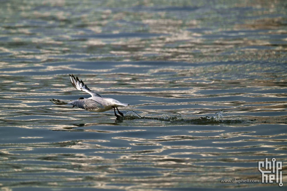 DSC_5137_副本_副本.jpg