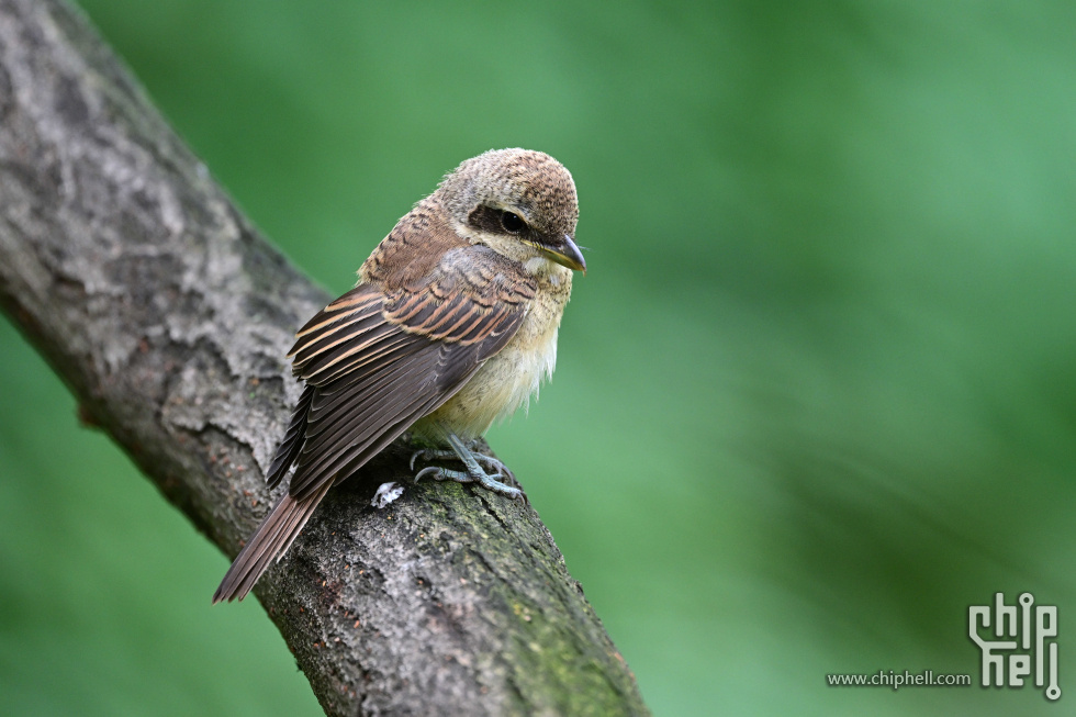 DSC_3995_副本_副本.jpg