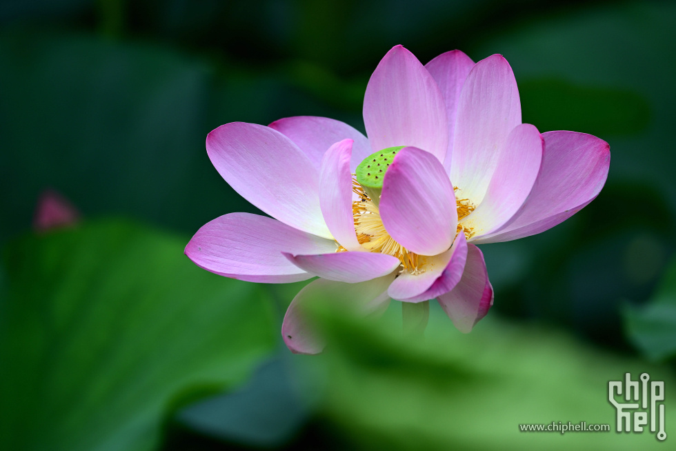 DSC_1694_副本_副本.jpg