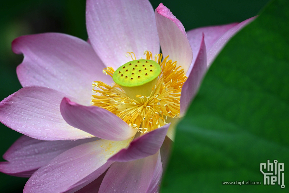 DSC_2133_副本_副本.jpg