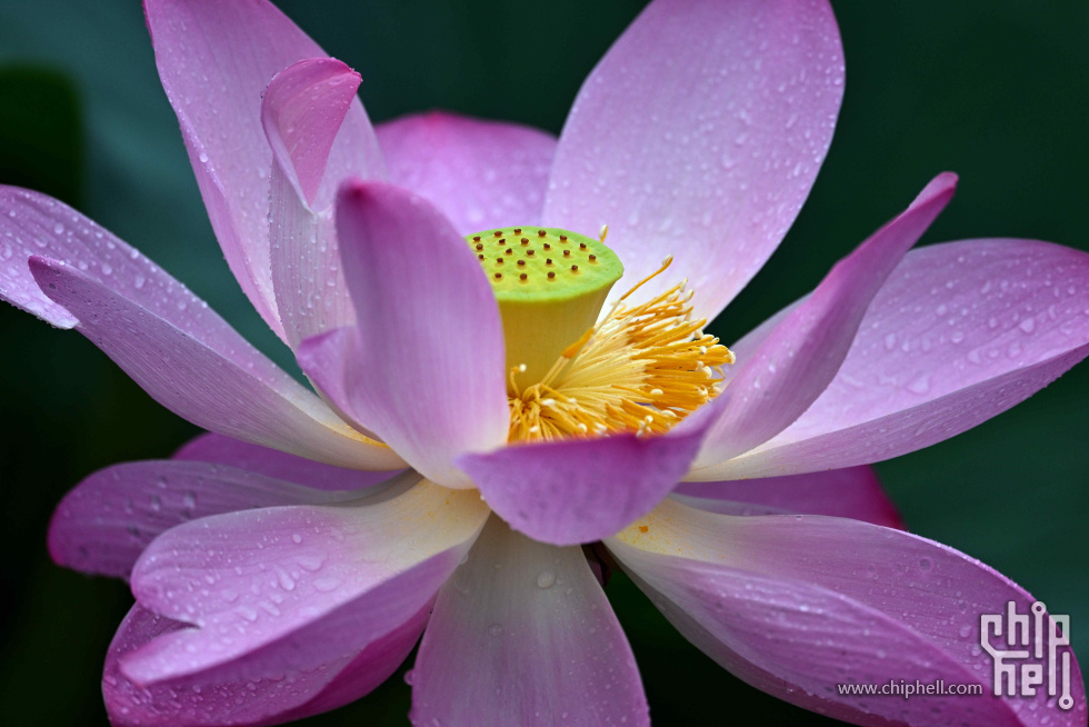DSC_2135_副本_副本.jpg