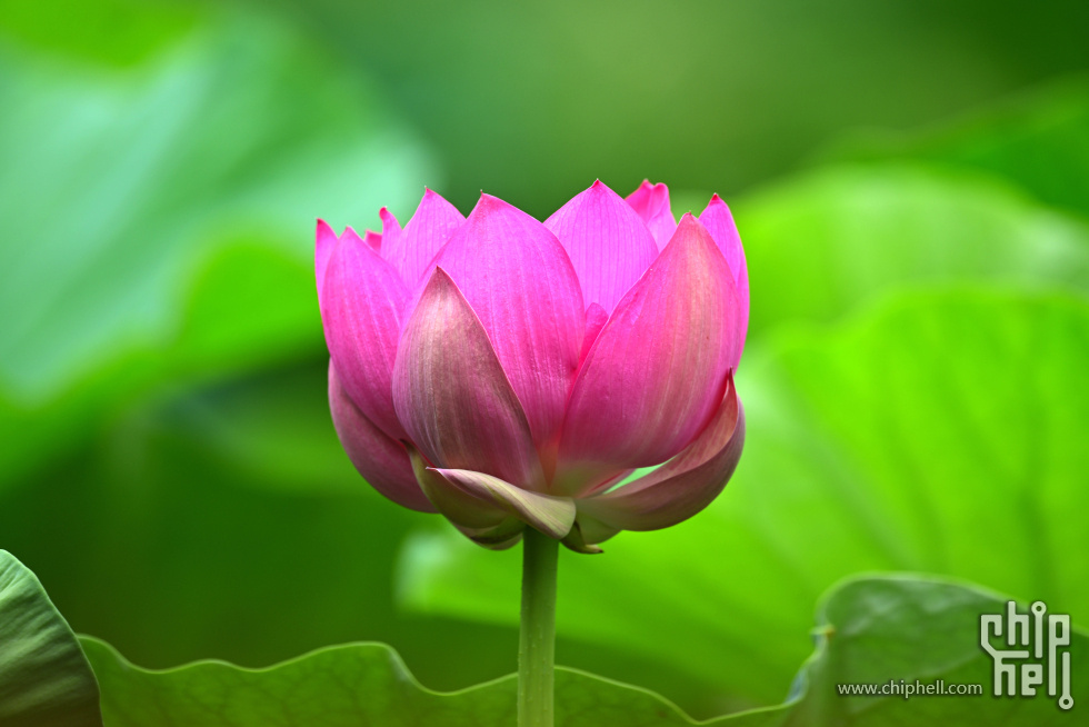 DSC_3891_副本_副本.jpg