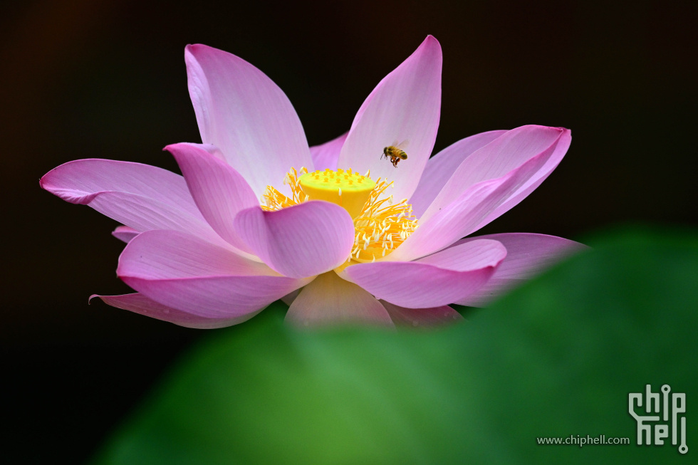 DSC_3902_副本_副本.jpg