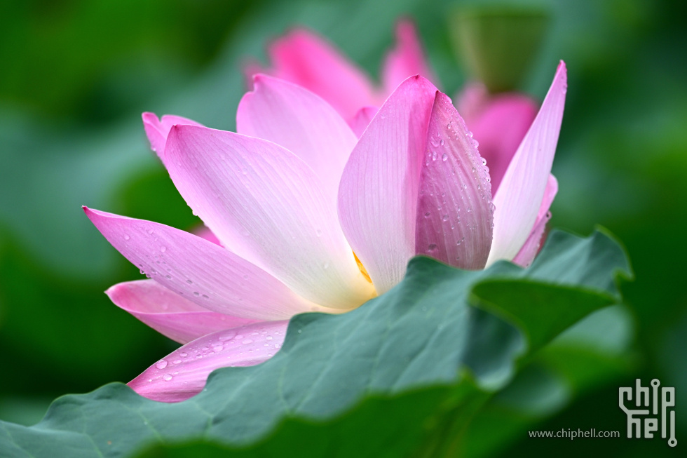 DSC_3921_副本_副本.jpg