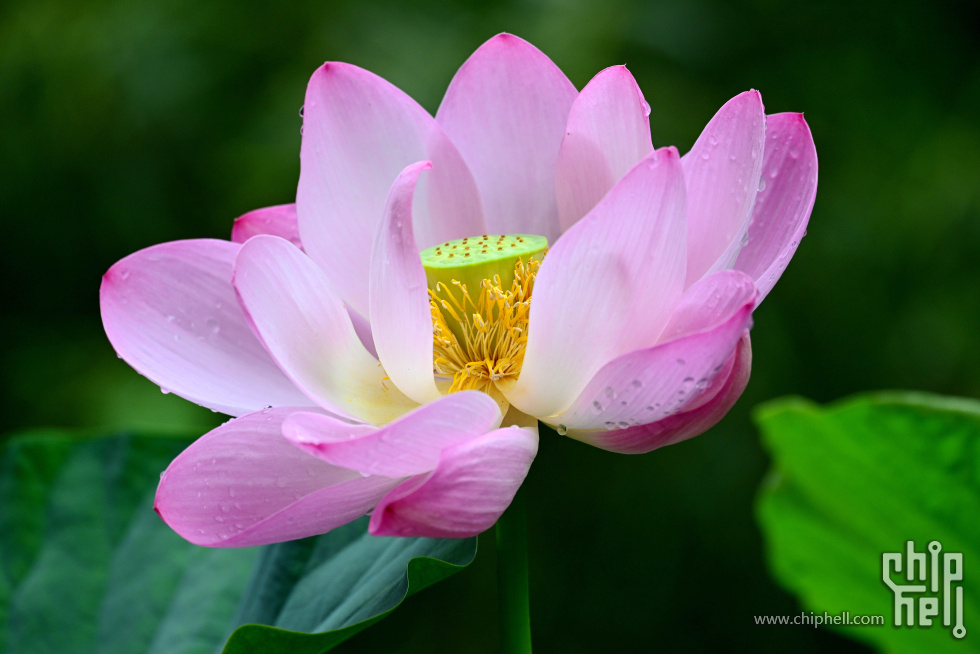 DSC_3942_副本_副本.jpg