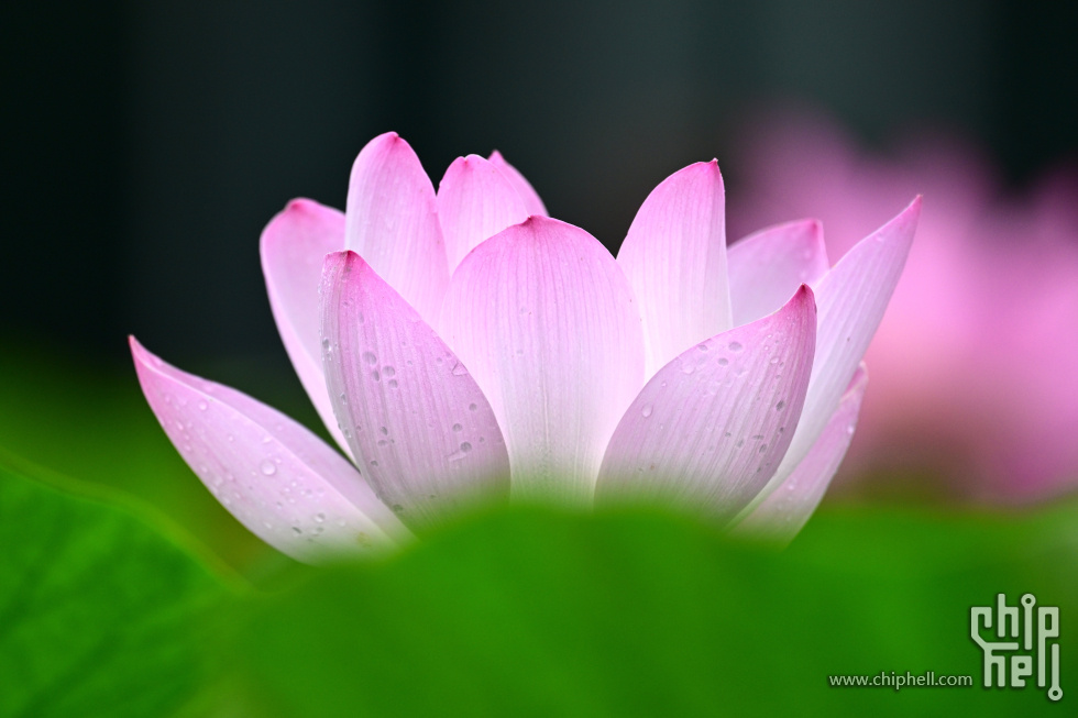 DSC_3951_副本_副本.jpg
