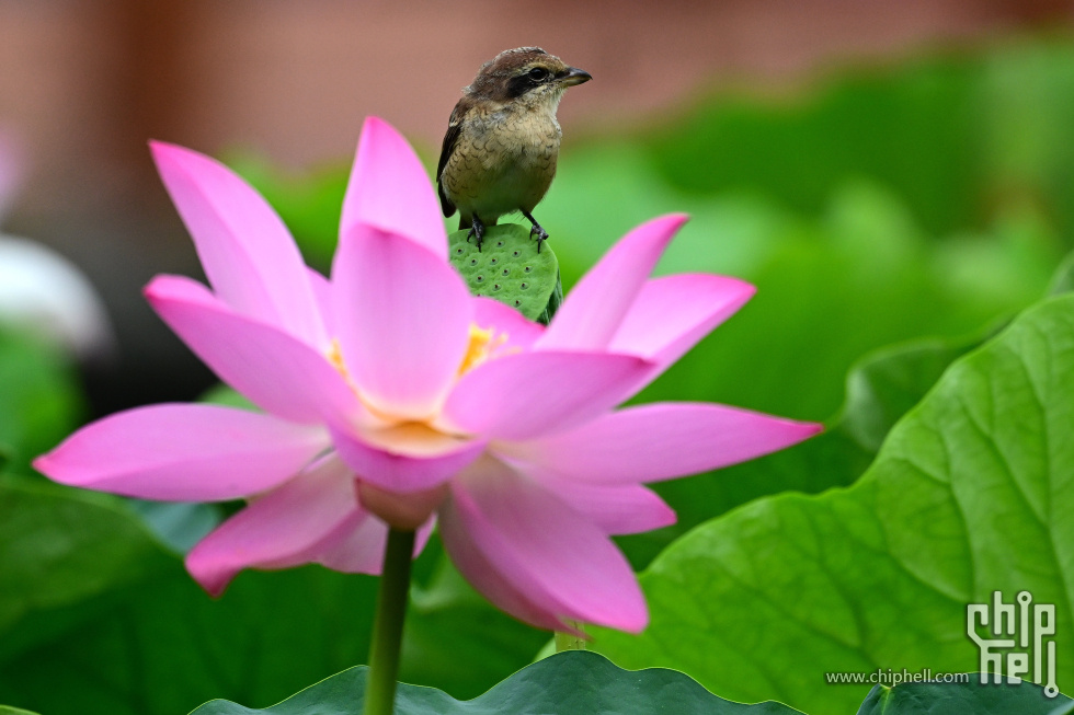 DSC_3957_副本_副本.jpg