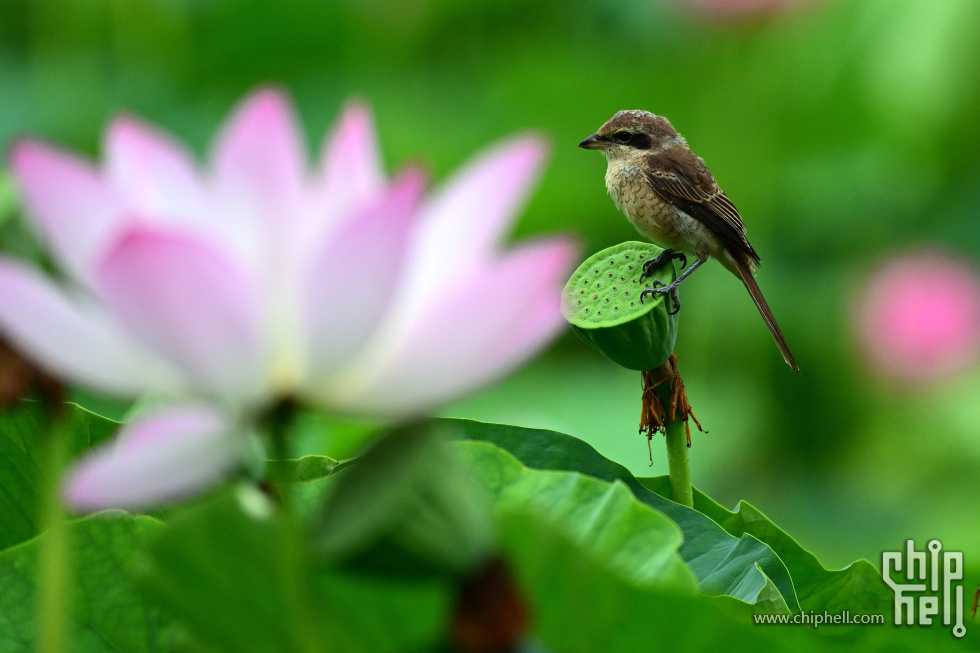 DSC_3967_副本_副本.jpg