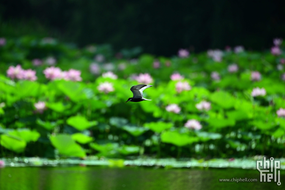 DSC_1701_副本_副本.jpg
