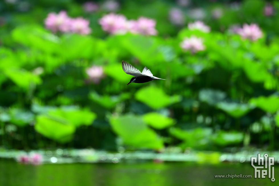 DSC_1702_副本_副本.jpg