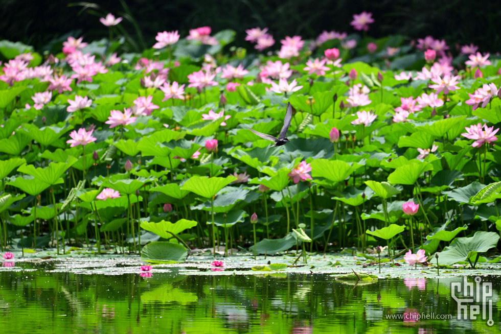 DSC_1730_副本_副本.jpg