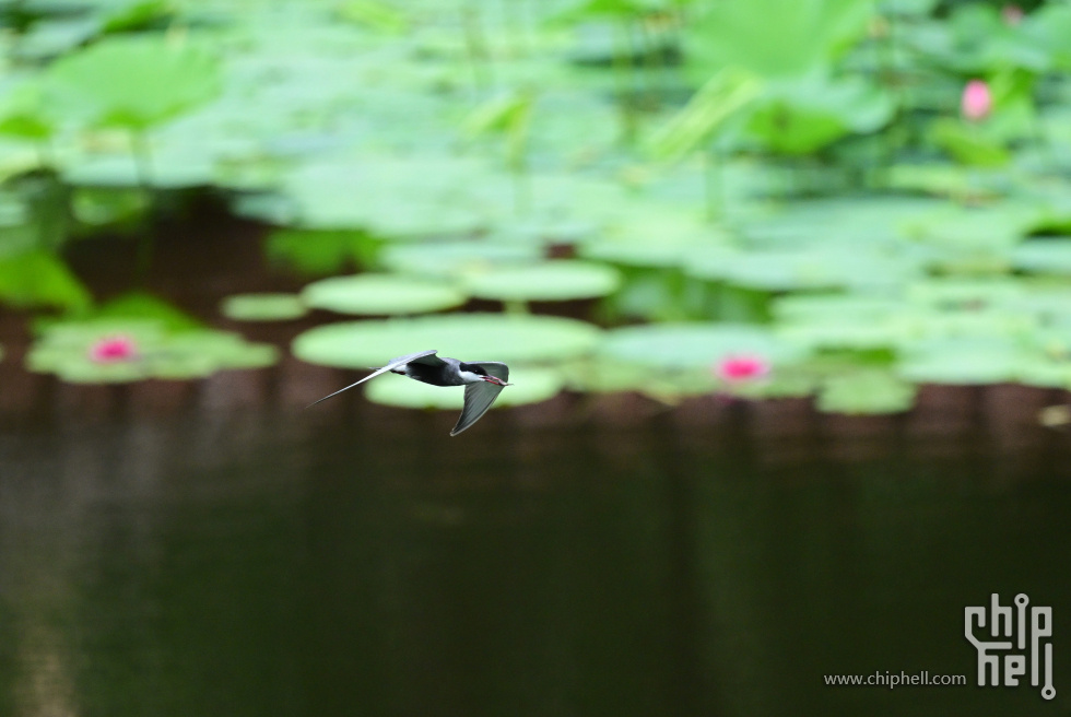 DSC_1975_副本_副本.jpg