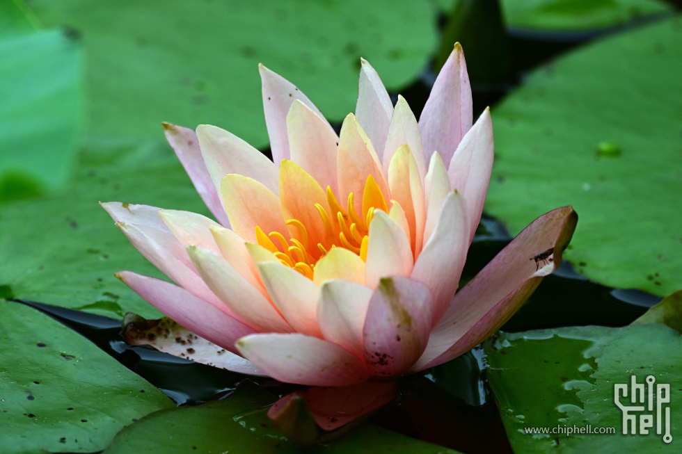 DSC_4051_副本_副本.jpg