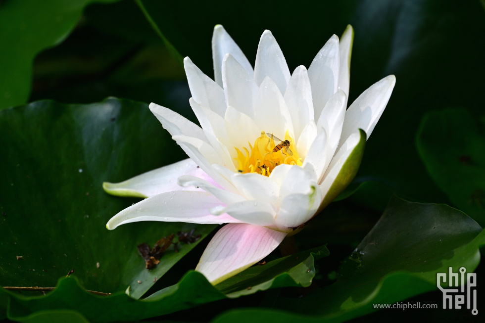 DSC_4705_副本_副本.jpg