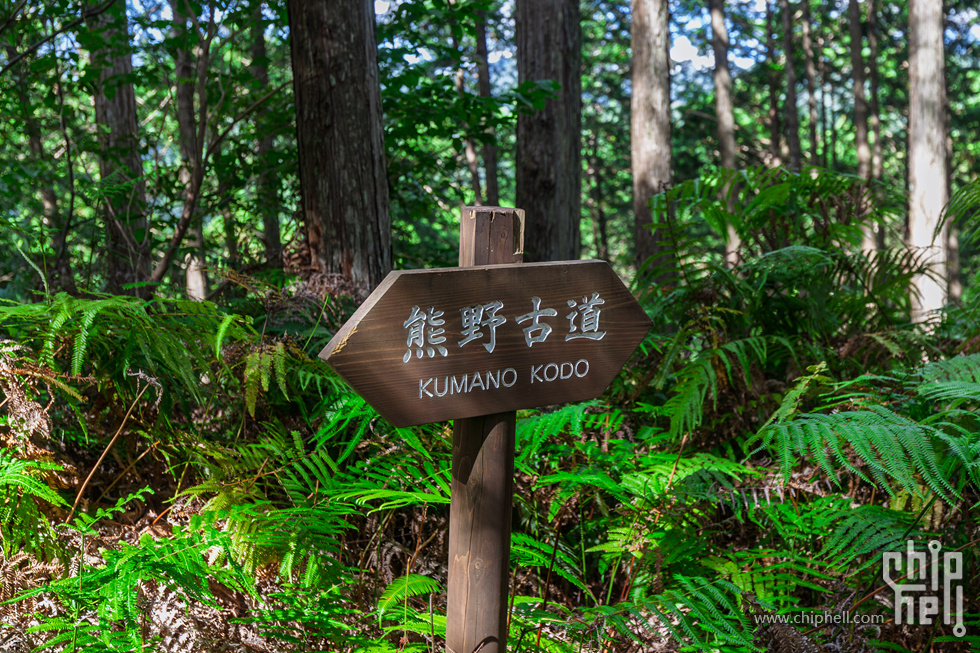 IMG_0870-已增强-降噪.jpg
