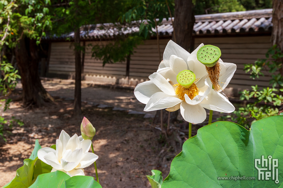 IMG_1697-已增强-降噪.jpg