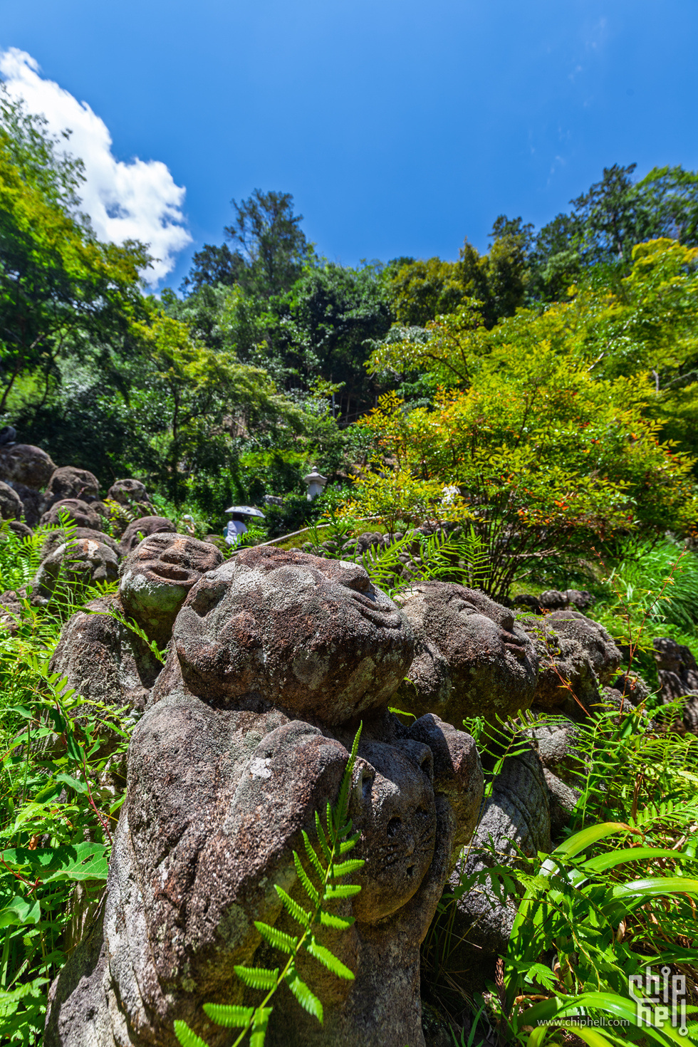 IMG_1920-已增强-降噪.jpg