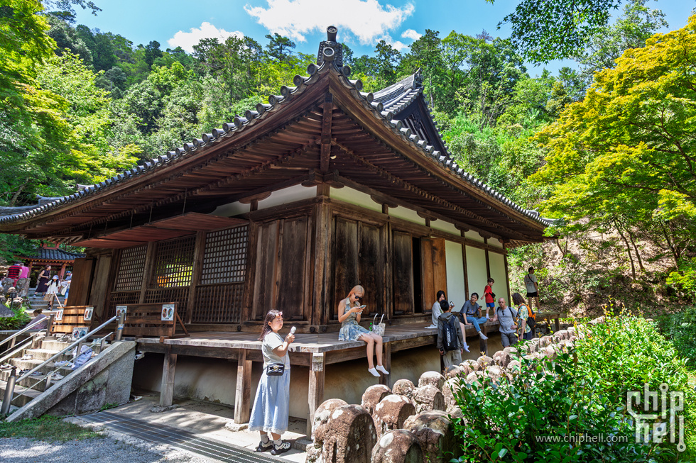 IMG_1931-已增强-降噪.jpg