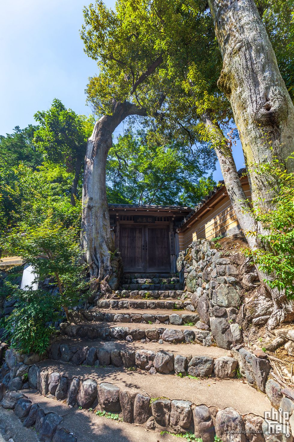 IMG_**-已增强-降噪.jpg