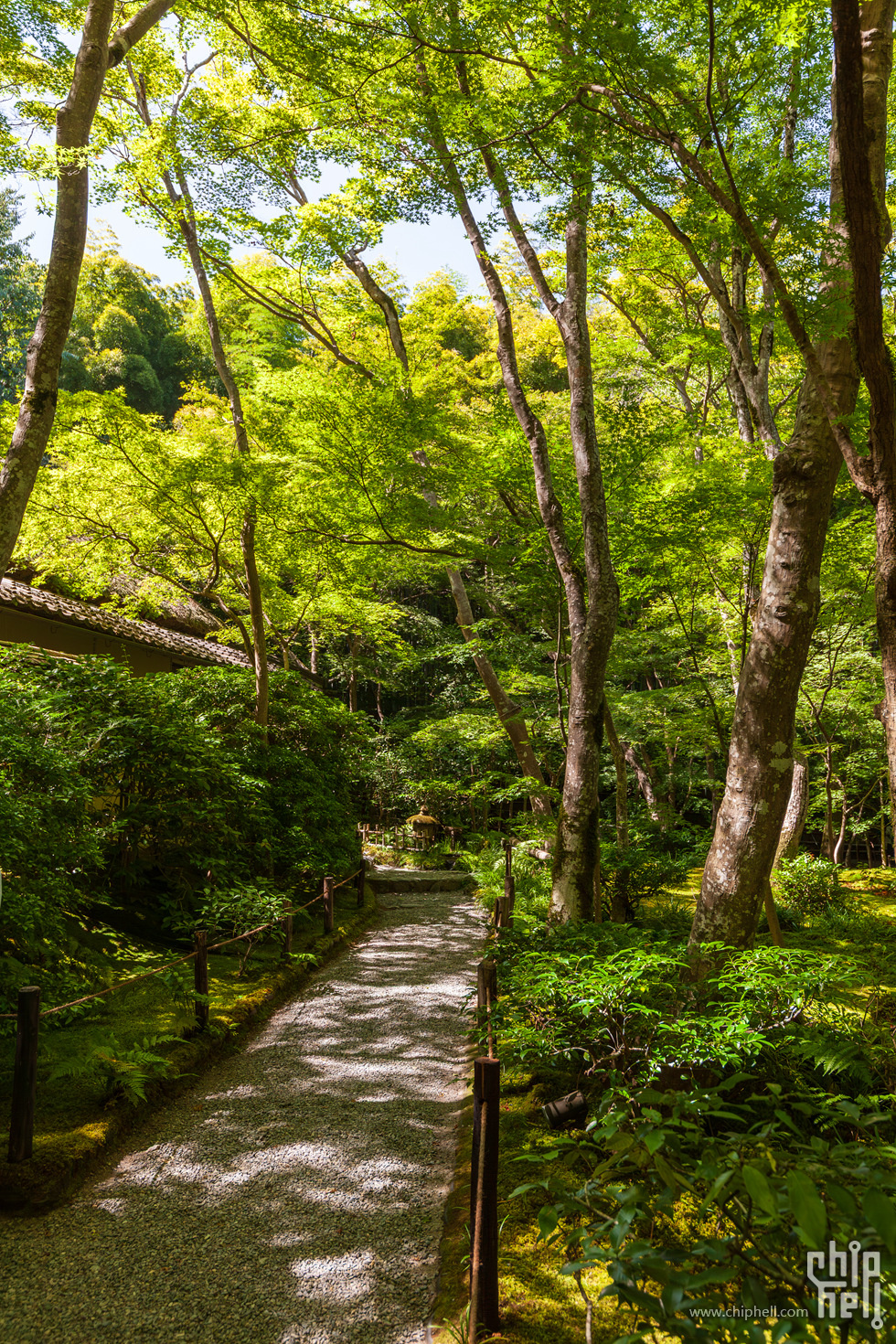 IMG_1973-已增强-降噪.jpg