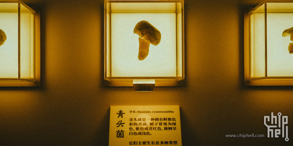 A7508982.JPG