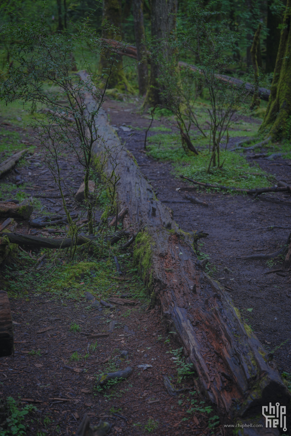 A7502003-lr4m.jpg