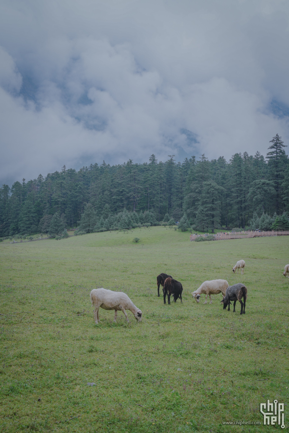 A7502041-lr4m.jpg