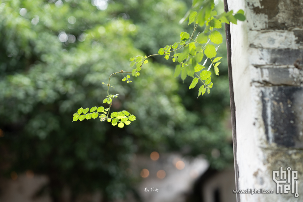 7C203726.jpg