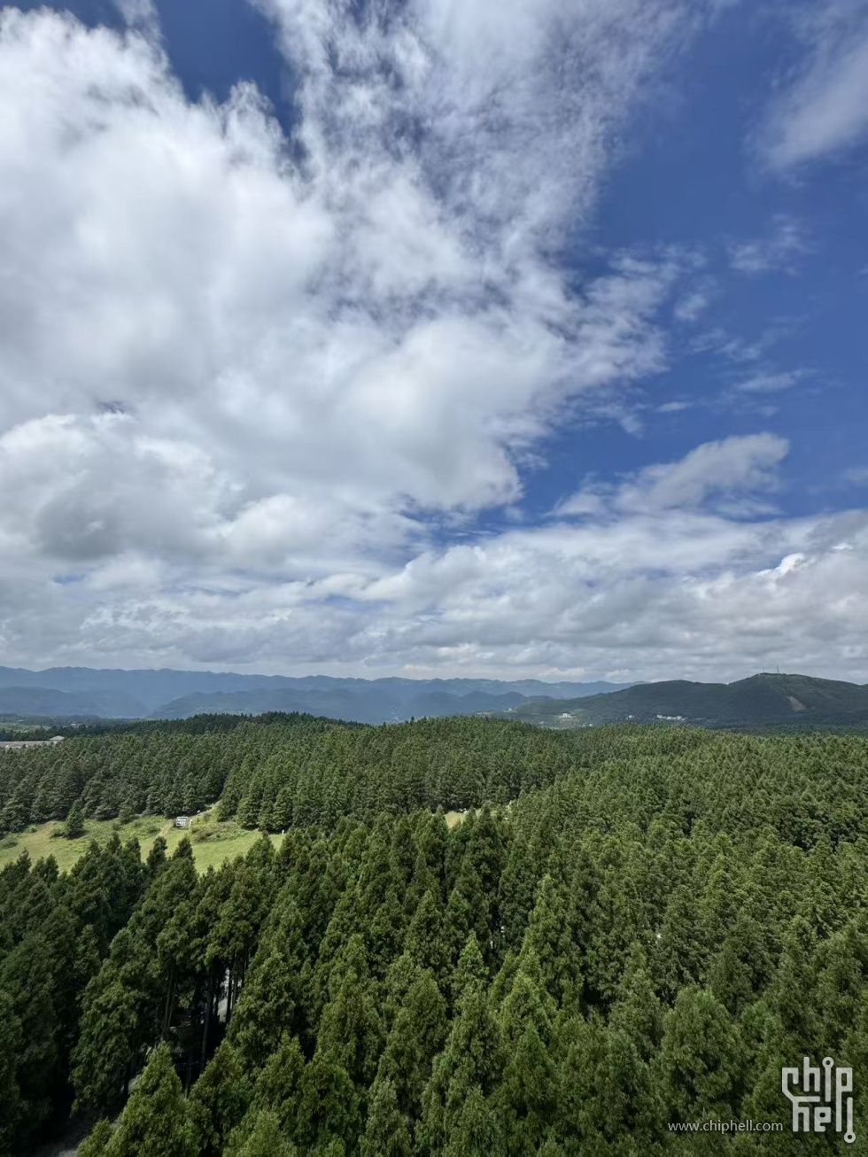 仙女山森林