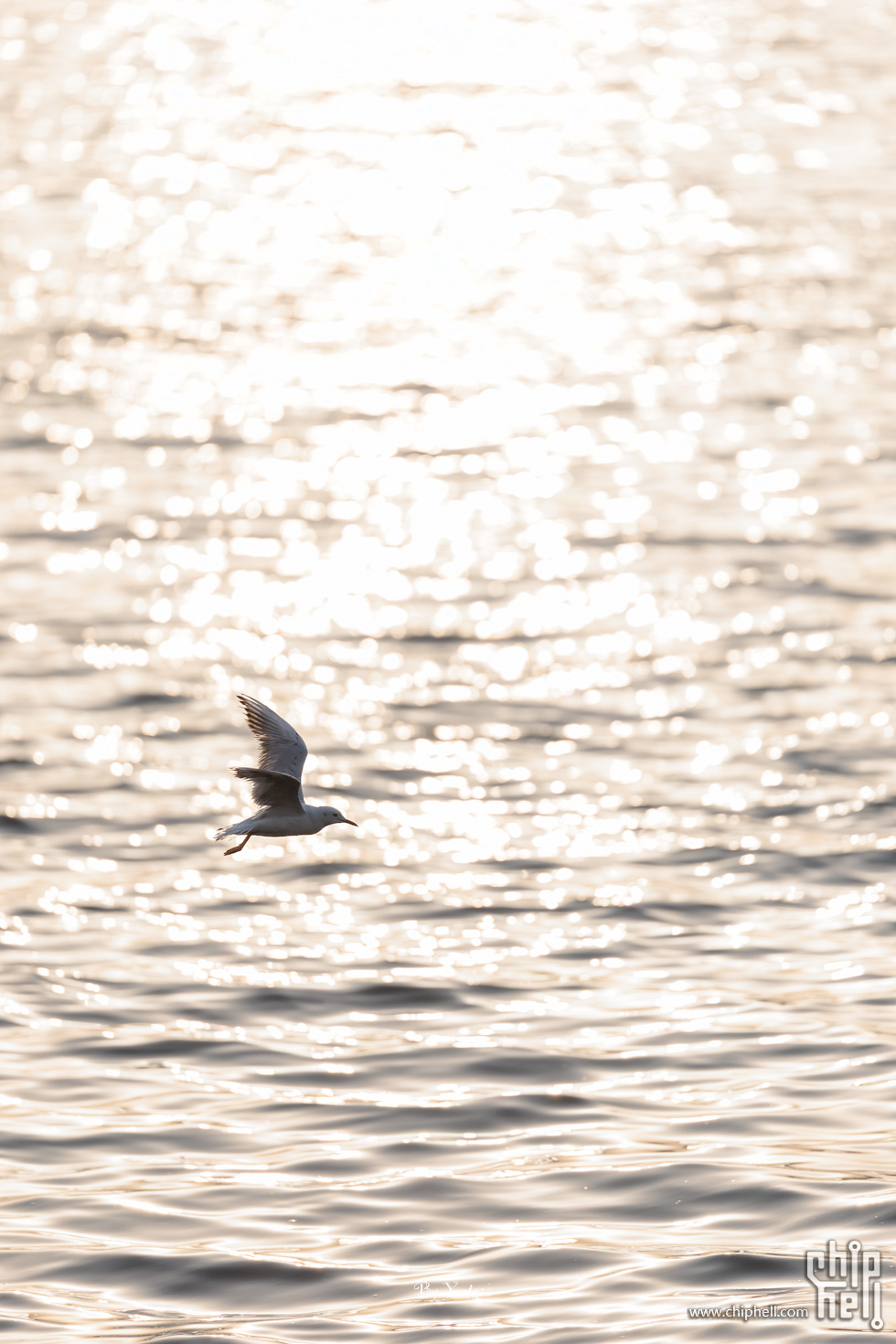 R1_L5782.jpg